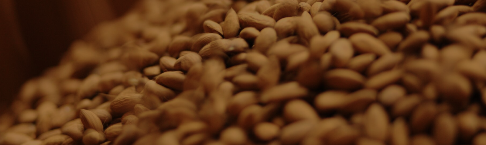 Cocoa Beans